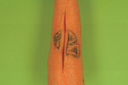 Symptôme de cavity spot (maladie de la tache) sur carotte avec fente